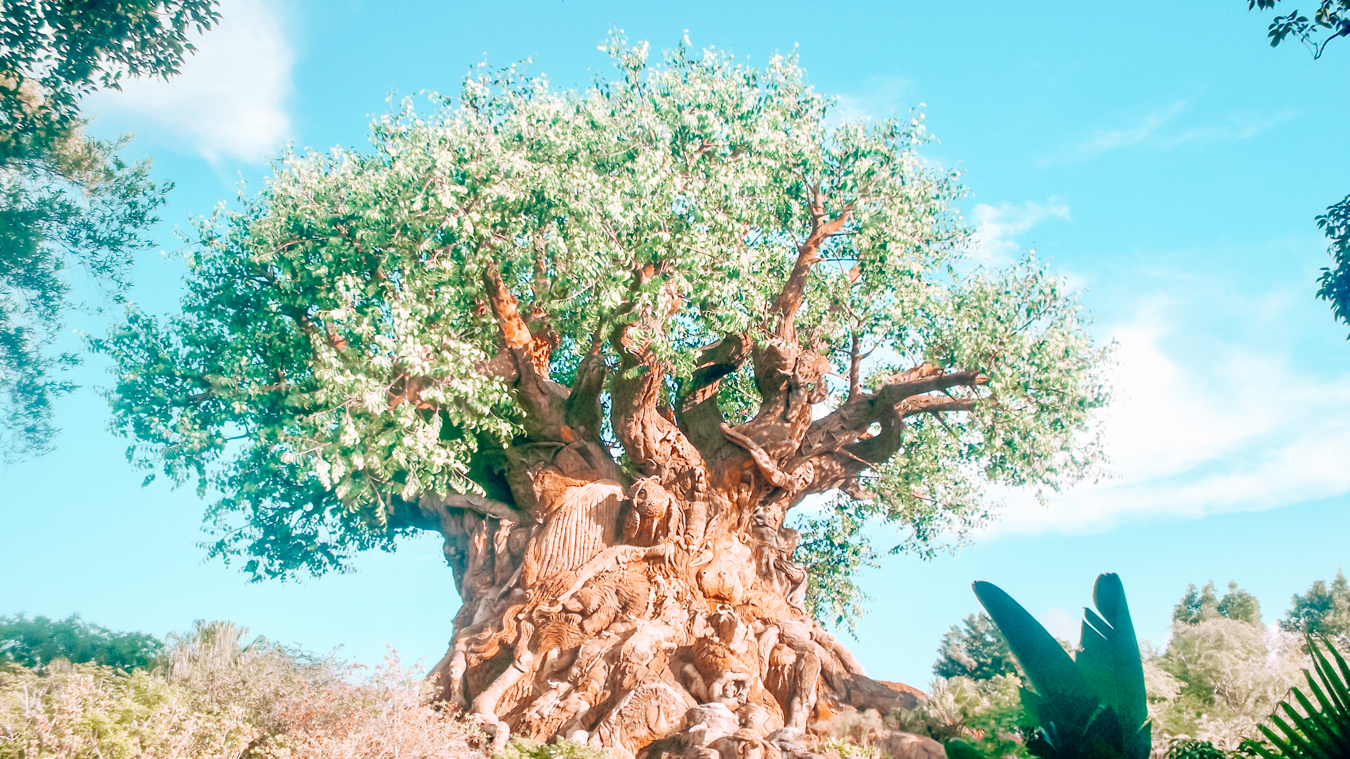 Instagrammable tree in Orlando at Animal Kingdom